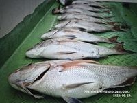 [거제 비버호] 참돔 5짜 마리수 조황(예약가능) 사진