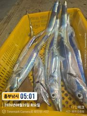 흥부)풀치보다 큰갈치 한마리 대마권 고수온으로 한번더 비가왔으면 사진