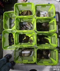 [마산] 무늬 팁런 손맛굿굿 조황 평일 18시 출조예약받습니다 사진