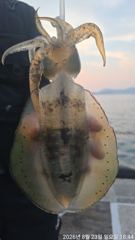 <<6짜,5짜들 밖에 없어요~!! 연일 떼고기~!! 참돔>> 엄청난 마릿수!! 주말 예약가능 사진