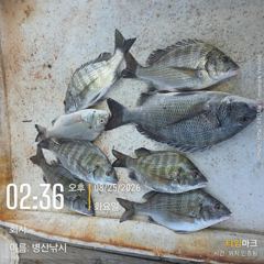 병산 감성돔35외 농어마리수 선외기흘림조황~ 사진