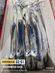 대물갈치! 은빛파티호조황! 금요일부터 예약가능 전화주세요~ 사진