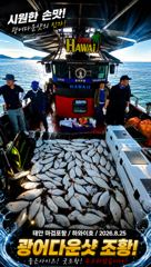 하와이호조황 - 8.25 하와이호 광어다운샷 조황소식 - 하와이호,서해배낚시,광어다운샷 , 성호낚시 사진