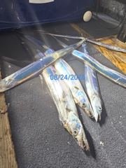 제주갈치는 제주답게~ 제주 구룡호(9DRAGON) 8월 25일 화요일  <<< 갈치 출조 >>> 사진