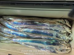 녹동금강호16석 대갈치조항26일28일30일갈치예약중