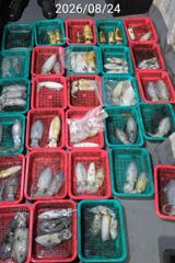 진해 무늬팁런 장원 14수 씨알마릿수 손맛굿 사진