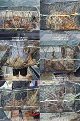 [진해] 진해 뉴아라호 돌문어 조황 (전원손맛에 두자리수 조황) 이벤트진… 사진