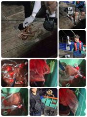 [포항] 돌문어8/25. 실시간 쿵쾅(오늘모집중) 사진