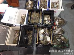 25일 뉴라이브호 야간꽃게낚시 망턔기 쿨러가득한 마무리조황 오늘도갑니다~~ 사진