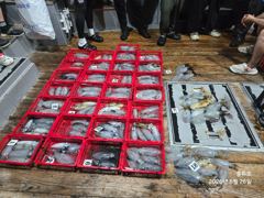 [부산] 8월25일 풍류호 무늬오징어 팁런조황입니다 사진
