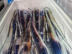 통영영운호14석) 왕갈치 대치로 쿨러가득 조과차는 있습니다 (28일 금요일부터 예약가능합니다) 사진