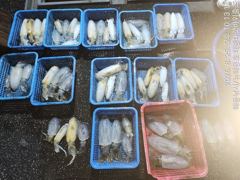 [부산] 해동낚시/뉴해동호  무늬팁런선상조황 사진