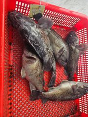8/26일 조황입니다 사진