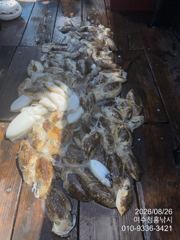 <여수청홍낚시>8월26일 여수 가을갑오징어 첫 탐사 조황 소식.(본시즌시작을 알립니다) 사진