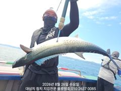26/수, 한 타임 대삼치 캐스팅 조황입니다! 사진