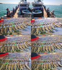 [고흥,녹동] 붉바리들..이정도는 잡아봐야지요 대박 붉바리조황입니다 2026년… 사진