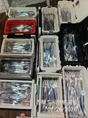 26일새벽 내만갈치 피딩에 정신없이 엄청 잡았네요~!!목요일부터 예약가능 사진