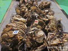 8월25일 군산 강남호 야간 꽃게 조황(26일 야간꽃게 출조합니다) 사진
