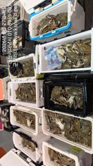 ▼▼26일 리더호 야간꽃게낚시 왕대박/오늘 10자리여유 사진