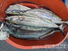 8/27 오후타임 실시간 미터오버 대삼치 빅! 히트중입니다. (금,토,일-모집중!) 사진