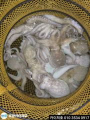 [포항] 27일 돌문어 조황 입니다 사진