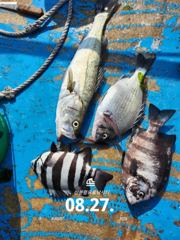 [사천] 삼천포 산분령 유료낚시터 8/27 조황입니다! 사진