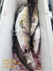 임원항써니호 대구조황입니다 사진