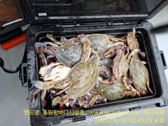 꽃게 낚시 조황 입니다 (바다사랑호 홍원항) 사진