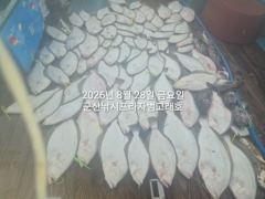 28일, 날이면 날마다 쏟아지는 대광어들. 웬 광어가 이리도 나오는지~내일도 갑니다~ 군산 범고래호 사진