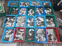 오늘의조황 - 청남호 8월28일 갑오징어 탐사 조황입니다 - 청남호,뉴청남호,안면도,영목항 ,선상낚시,청남낚시마트, 사진
