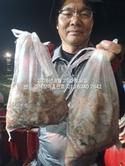 8월28일 굿마무리 군산홈런호 야간 문어 마무리조황 입니다! 날씨도 좋지 않은 상황 속에서 조사님들 수고 하셨습니다. 사진