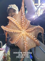 8/28일, 오늘도 야간문어갑니다~부쩍커진 문어들~마릿수도 대박~~"외수질,민어,농어,광어 8월 평일~선비 빅이벤트(선비8만)"~~군산 포세이돈호 사진