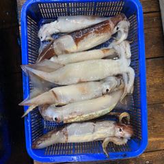 8월 28일 야간 한치(오징어)&갈치텐빈(반타임) 조황 사진
