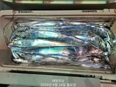 준내만 씨알급갈치 일요일예약가능합니다  사진