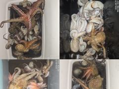 [진해] 28일 조항.오늘도 묵직하게 올라오는 야간~돌문어 마리수 잡으러…