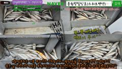 8월29일 홍원항힐링호 찌릿찌릿 백조기 수조기 조황~!사릿물에도 잘 나와주네요 ㅎㅎ중간중간 부서 포인트가서 사이즈좋은 애들도 보고..즐겁게 노시다 가셨습니다~#백조기#홍원항힐링호 사진