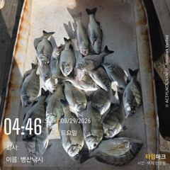 병산  감성돔마리수  농어 숭어 마리수  선외기 및 내만 갯바위 조황 사진