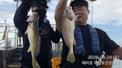 조황정보 - 8/29 백조기 조황 - 무창포선상낚시 사진