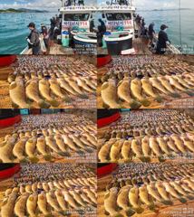 ♥ 붉바리들..이정도는 잡아봐야지요 초대박 붉바리조황입니다[2026년08월29일] ◎ 해마루호가 뜨는이유? 조황때문이죠 ◎ 핵심포인트: 바로진입.. 바로히트.. ▣ 차원이 다른 ... 사진