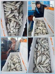 [무창포아파치호]8월30일(일),대박~갈치대장쿨러가얼음없이백조기들로만가득,전원100수씩오버,일가족4인낚시,대장쿨러만땅,조기입항조황~내일(월,31일)도정상출조.자리여유,전화주세요~0