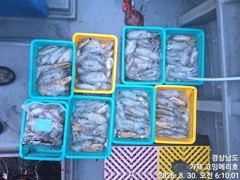 [거제] (무늬오징어)초 전투팁런 130여수 뽑고 또 뽑고~고잉메리호(오…