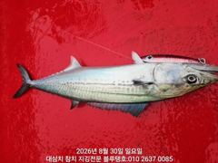 30/일, 오전 타임 실제상황ㅡ대삼치 마릿수 씨알 좋습니다!