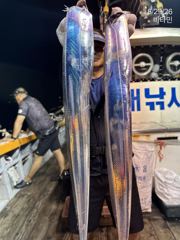 먼바다갈치 3지,4지급 오늘 무조건 출동~ 오늘, 내일~ 예약가능 사진