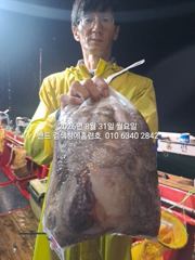 8월30일 굿조황 군산 홈런호 야간 문어 마무리 조황 입니다!조사님들 비맞으면 문어뜯느라 고생 하셨습니다.빗길 조심 귀가 하세요.