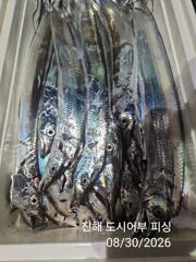 31일새벽 우~와 씨알큰 내만갈치 전원 텐빈 루어 타작~!! 오늘 예약가능