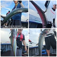(東)동해조황 - 8/31)실시간 대삼치 라이징 ~~오후1시30분출항/화.수.목(모집) 사진