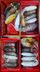 [고성] 순위 변동중 한마리가 승부를 가른다 사진