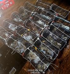 문어(추천) 25수 17수 15수 13수 11수外 크고~많은곳~강민호(오늘 예약) 사진