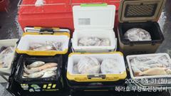 조황정보 - 8/31 백조기 조황 - 무창포선상낚시 사진