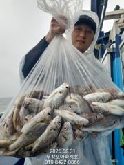 [무창포아파치호] 8월31(월), 10분 조사님들, 마릿수의 백조기 조황~ 내일부터 쭈갑 병행출조, 물때 좋은날 선예약 취소자 발생으로 자리 여유, 전화주세요~ 010-8422-0866. 사진